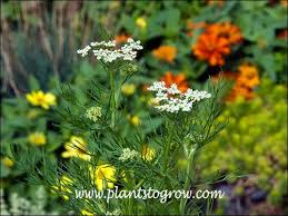 Attēlu rezultāti vaicājumam “Carum carvi flower”