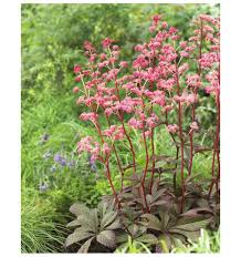 Image result for Rodgersia chocolate wings