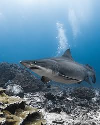 Image result for Odontaspis ferox