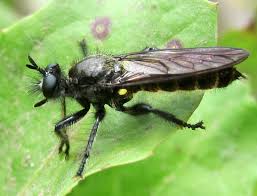 Attēlu rezultāti vaicājumam “Choerades sp.”