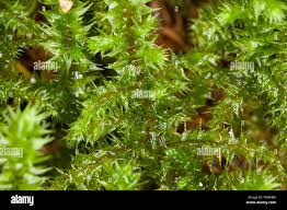 Attēlu rezultāti vaicājumam “Rhytidiadelphus triquetrus sporophyte”