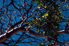 Texas madrone tree arbutus - via Daymix