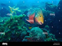 Image result for Sparisoma amplum