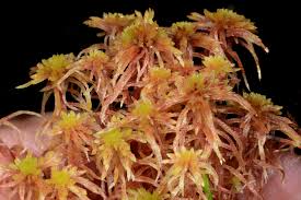 Attēlu rezultāti vaicājumam “Sphagnum warnstorfii”