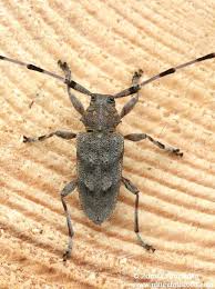 Attēlu rezultāti vaicājumam “Acanthocinus aedilis”