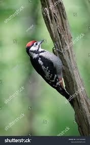 Attēlu rezultāti vaicājumam “Dendrocopos major juvenile”