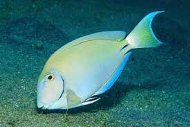 Image result for Acanthurus bahianus