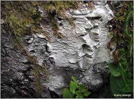 Attēlu rezultāti vaicājumam “Lecanactis abietina”