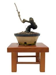 Image result for parthenocissus bonsai