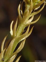 Attēlu rezultāti vaicājumam “Mnium lycopodioides”