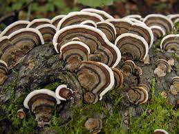 Attēlu rezultāti vaicājumam “Trametes versicolor”