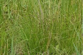 Attēlu rezultāti vaicājumam “Schoenus ferrugineus”