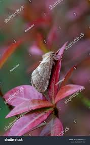 Attēlu rezultāti vaicājumam “Hepialus sylvina”