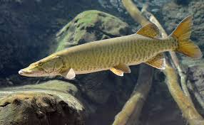 Image result for Esox masquinongy