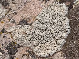 Attēlu rezultāti vaicājumam “Pertusaria pertusa”