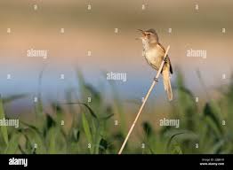 Attēlu rezultāti vaicājumam “Acrocephalus arundinaceus adult”