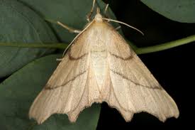 Attēlu rezultāti vaicājumam “Ennomos erosaria”