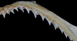 Image result for Rhizoprionodon longurio