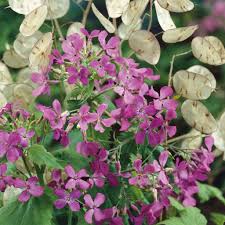 Image result for Lunaria annua
