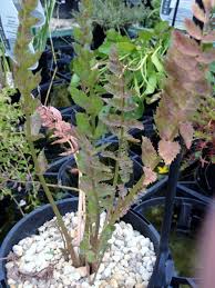 Attēlu rezultāti vaicājumam “Berula erecta leaf”