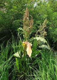 Attēlu rezultāti vaicājumam “Rumex hydrolapathum fruit”