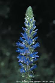 Image result for Campanula spicata