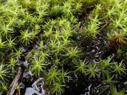 Attēlu rezultāti vaicājumam “Polytrichum commune var. perigoniale”