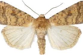 Attēlu rezultāti vaicājumam “Caradrina morpheus”