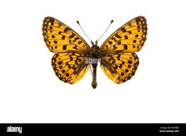 Attēlu rezultāti vaicājumam “Clossiana selene”