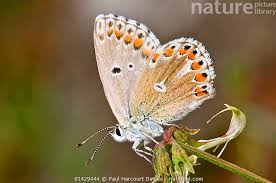 Attēlu rezultāti vaicājumam “Polyommatus icarus female”
