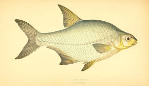 Image result for Blicca bjoerkna