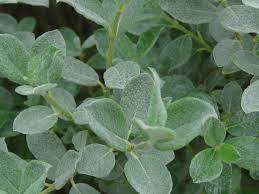 Attēlu rezultāti vaicājumam “Salix lapponum”