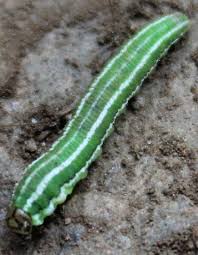 Attēlu rezultāti vaicājumam “Gilpinia”