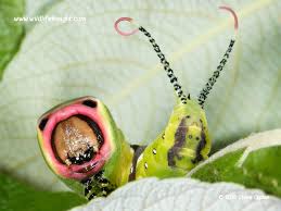 Attēlu rezultāti vaicājumam “Cerura vinula larva”