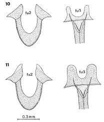 Attēlu rezultāti vaicājumam “Potosia cuprea imago”