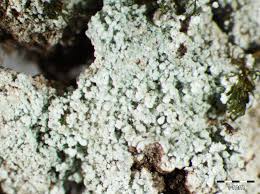 Attēlu rezultāti vaicājumam “Lepraria”