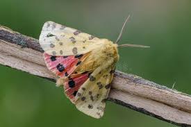 Attēlu rezultāti vaicājumam “Rhyparia purpurata”