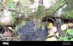 Attēlu rezultāti vaicājumam “Phellinus alni”