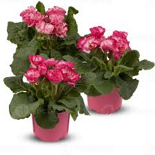 Image result for Primula obconica