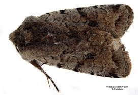 Attēlu rezultāti vaicājumam “Cerastis rubricosa”