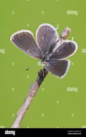 Attēlu rezultāti vaicājumam “Everes argiades female”