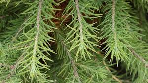 Attēlu rezultāti vaicājumam “Larix kaempferi leaf”