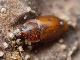 Attēlu rezultāti vaicājumam “Epuraea sp.”