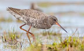 Image result for Tringa erythropus