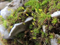 Attēlu rezultāti vaicājumam “Gymnostomum calcareum”