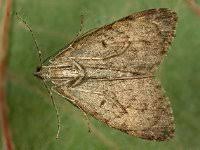 Attēlu rezultāti vaicājumam “Chloroclysta siterata”