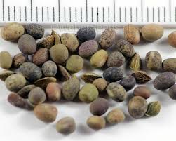 Attēlu rezultāti vaicājumam “Lathyrus tuberosus”