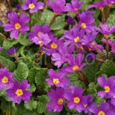 Attēlu rezultāti vaicājumam “Primula x margotae”