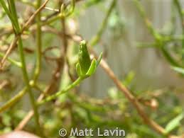 Attēlu rezultāti vaicājumam “Thesium alpinum leaf”