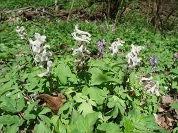 Attēlu rezultāti vaicājumam “Corydalis cava leaf”